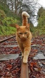 Ginger Cat Demonstrates "Purrfect Balance"